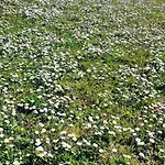 Apartment Farfalle In Fiore *