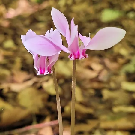 Apartmán Farfalle In Fiore