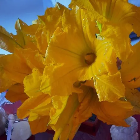 Farfalle In Fiore Apartment Roccasecca