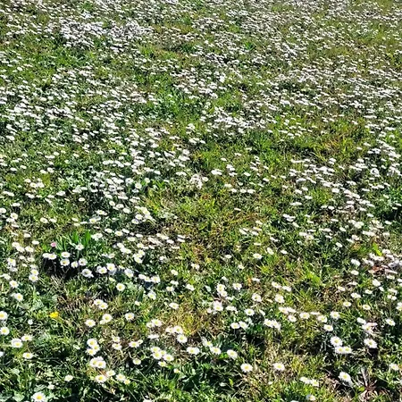 아파트 Farfalle In Fiore *