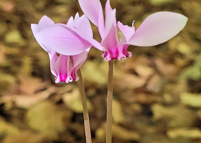 Apartmán Farfalle In Fiore