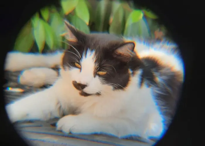 アパート Farfalle In Fiore *