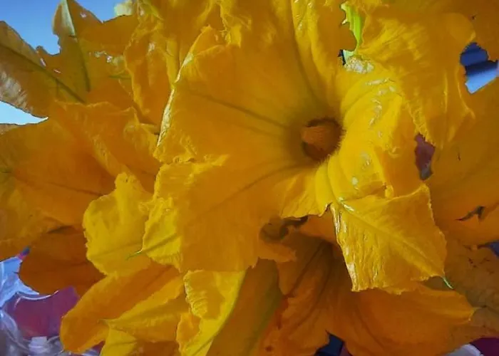 Farfalle In Fiore アパート Roccasecca