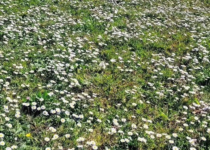 Apartment Farfalle In Fiore *