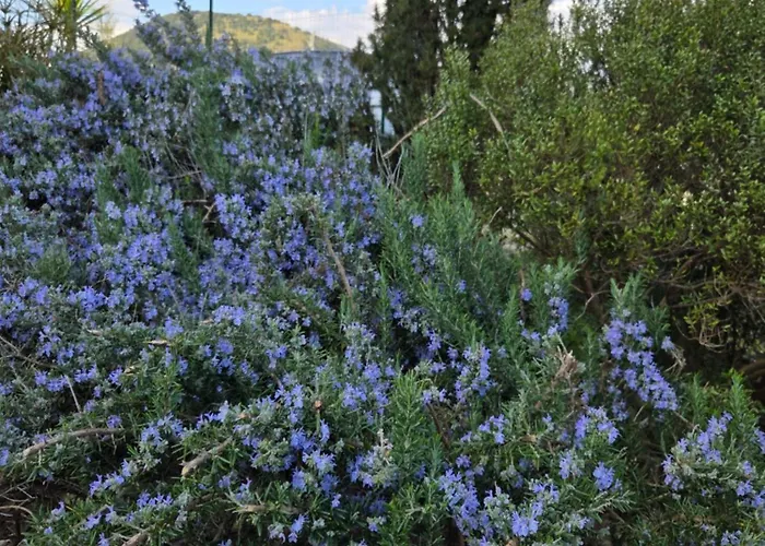 Farfalle In Fiore Apartment